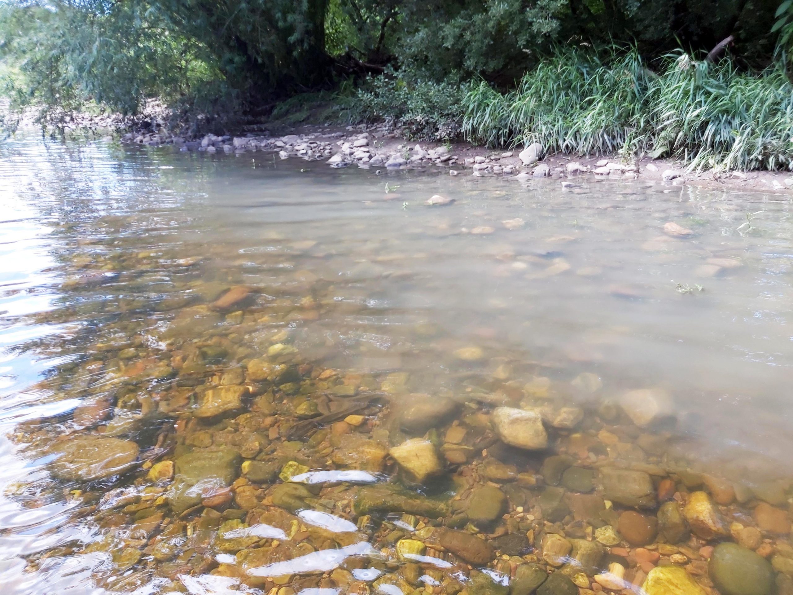 Sewage pollution River Tawe