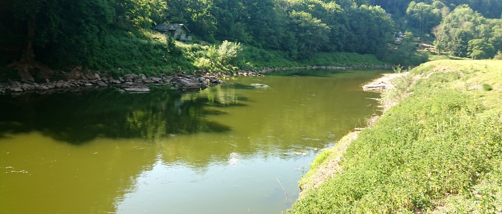 Algal bloom on River Wye